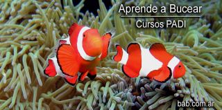 cursos turismo buenos aires BUCEO BAB - Buenos Aires Buceo